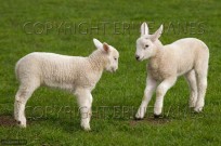 Lambs playing in meadow (EAJ009008)