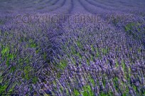 Lavender crop in Flower at Heacham Norfolk (EAJ009418)