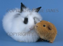 Domestic Pet Rabbit Lion Head Variety & Guinea Pig (EAJ009845)