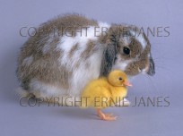 Domestic Pet Rabbit Lop Eared Variety & Duckling (EAJ009842)