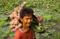 Portrait of a Lotus flower farmer Thailand (EAJ009157)