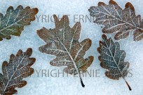 Oak Leaves Quercus robur in frost (EAJ010172)