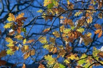 Autumn leaves on Oak Tree Quercus robur (EAJ010176)