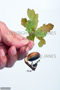Seedling Oak Tree Quercus robur (EAJ010174)