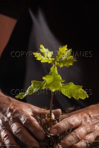 Seedling Oak Tree Quercus robur (EAJ010175)