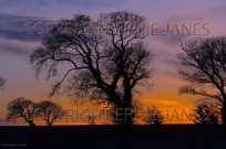 Oak Trees Quercus robur at sunset (EAJ010173)