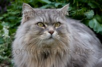 Persian Cat Portrait (EAJ009837)