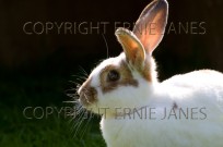 Pet Rabbit back-lit by morning sun (EAJ009843)