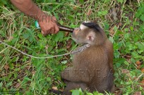 Pig-tailed Macaque Macaca nemestrina Thailand (EAJ010390)