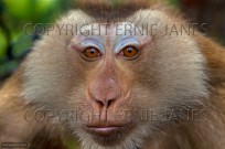 Pig-tailed Macaque Macaca nemestrina (EAJ010391)