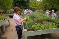 Plant Sales at Garden Centre Norfolk July (EAJ009426)