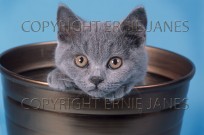 Persian Kitten (EAJ009833)