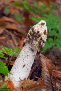 Stinkhorn Phallus impudicus growing in pine wood (EAJ010685)