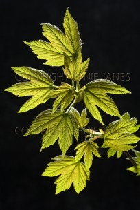 Sycamore Acer pseudoplatanus New Leaves (EAJ010255)