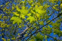 Sycamore Acer pseudoplatanus New Leaves (EAJ010256)
