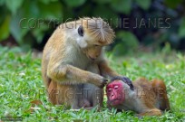 Toque Macaque Macaca sinica sinica grooming (EAJ010383)