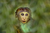 Toque Macaque Macaca sinica sinica young feeding (EAJ010384)