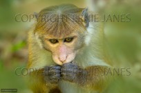 Toque Macaque Macaca sinica sinica young feeding (EAJ010385)