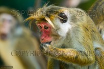 Toque Macaque Macaca sinica sinica female portrait (EAJ010386)