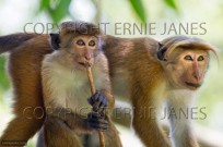 Toque Macaque Macaca sinica sinica group feeding (EAJ010387)