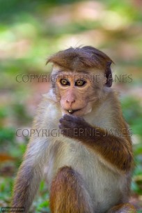 Toque Macaque Macaca sinica sinica young feeding (EAJ010388)