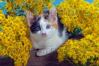 Totoishell Kitten and flowers (EAJ009835)