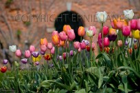 Tulip Study in Norfolk Garden (EAJ009412)
