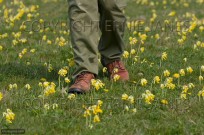 Walking in Cowslips Primula veris on Norfolk Coast (EAJ010752)