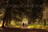 Walking in woodland Holkham Norfolk Autumn (EAJ010911)