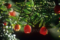 Yew Taxas baccata Berries in Autumn (EAJ010205)